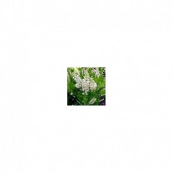 Clethra Alnifolia - Sweet Pepper Bush