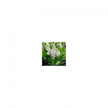 Clethra Alnifolia - Sweet Pepper Bush