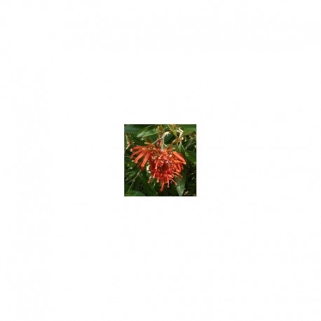 Grevillea Victoraea