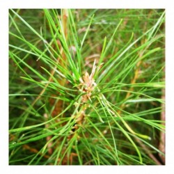 Pinus Radiata