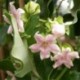 Araujia sericifera