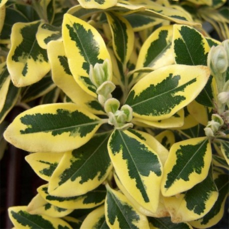 Metrosideros Keradecensis Variagata