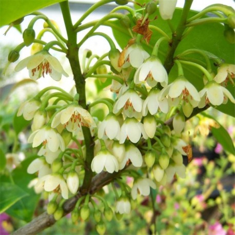 Cleyera Japonica 'Fortunei'