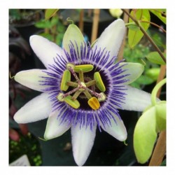 Passiflora Silly Cow syn.Damsels Delight