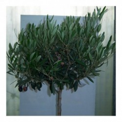 Olea europaea 90-100cm standard. Olive tree