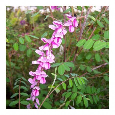 Indigofera Pendula