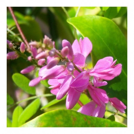 Indigofera Himalayensis Silk Road