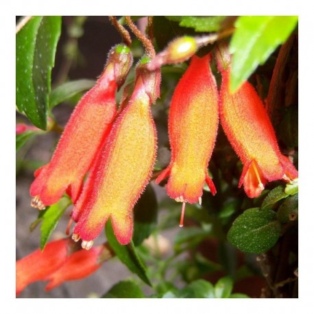 Mitraria Coccinea Lake Puyehue