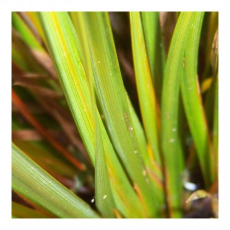 Libertia Peregrinans Gold Leaf