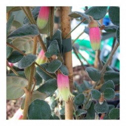 Correa Peachy Cream
