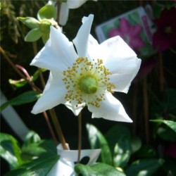 Carpenteria Californica