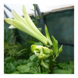 Cardiocrinum giganteum