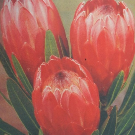 Protea Red Ice. Syn. Special Pink Ice
