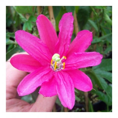 Passiflora Pinky