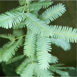 Acacia baileyana