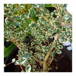 Azara microphylla variagata