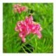 Grevillea rosmarinifolia 'Jenkinsii'