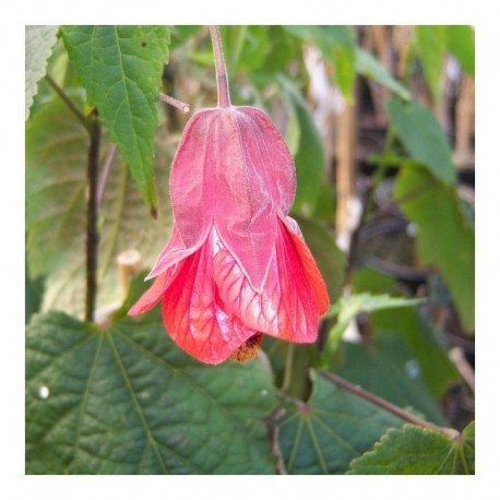 Abutilon megapotamicum Wisley Red