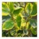 Griselinia littoralis variagata