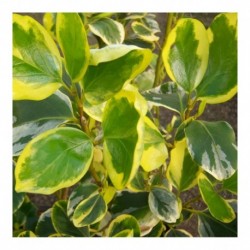Griselinia littoralis variagata