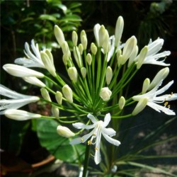 Agapanthus africanus Albus