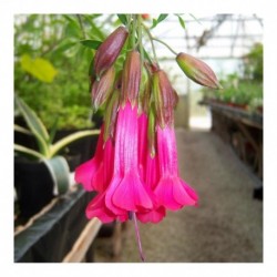 Cantua buxifolia