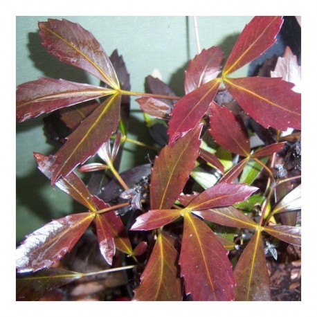 Pseudopanax purpureus