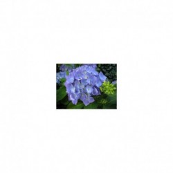 Hydrangea Blue