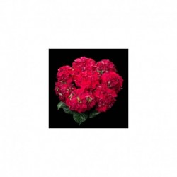 Hydrangea Red