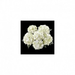 Hydrangea White