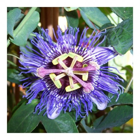 Passiflora Purple Rain