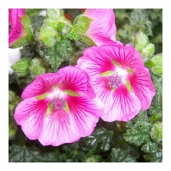 Anisodontea 'Lady in Pink'
