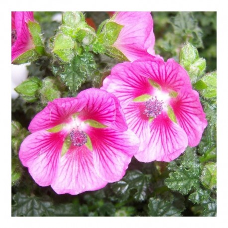Anisodontea 'Lady in Pink'