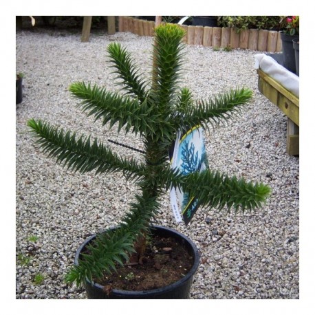 Araucaria auraucana