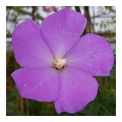 Alyogyne huegelii 'Delightfully' - Australian Hibiscus