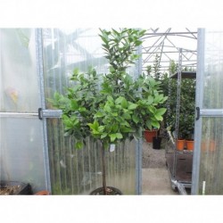 Citrus Orange - Blood Orange 80cm