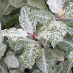 Pittosporum tenuifolium Irene Patterson