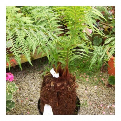 Dicksonia antarctica 1ft trunk