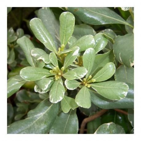 Pittosporum tobria 'varigatum' (AGM)