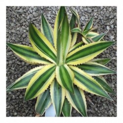 Agave lophantha 'Quadricolor'