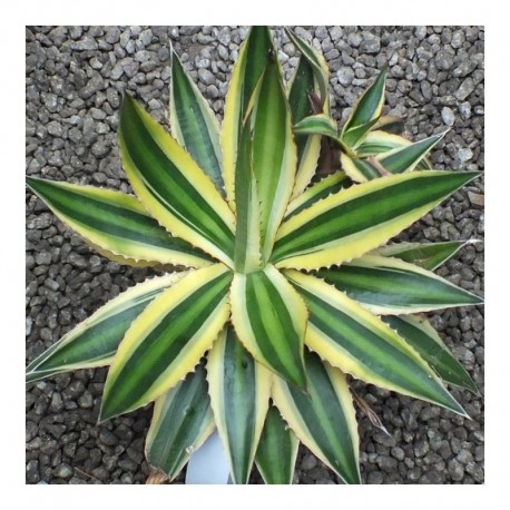 Agave lophantha 'Quadricolor'