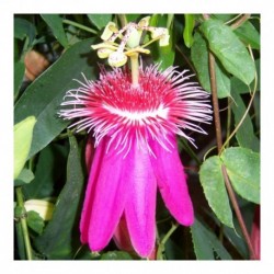 Passiflora Grand Duchess