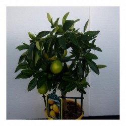 Citrus Limequat bush
