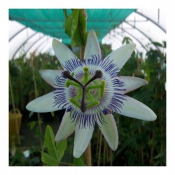 Passiflora Star of Surbiton