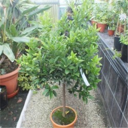Citrus Orange 'Calamondin' Specimen