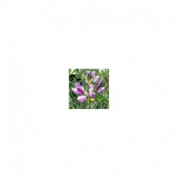 Lupinus arboreus (blue form)