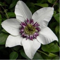 Clematis florida sieboldii