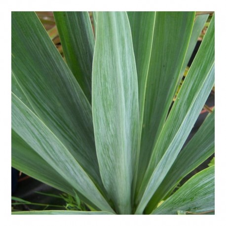 Beschorneria yuccoides 'Quick Silver' 3ltr