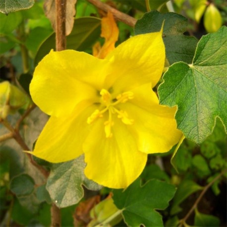 Fremontodendron 'California Glory'