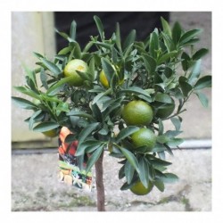 Citrus Mandarine 70cm standard